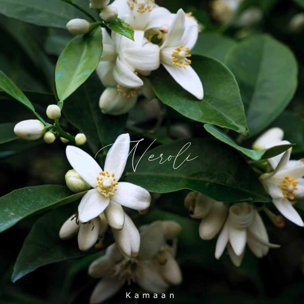 Neroli (30 ml)